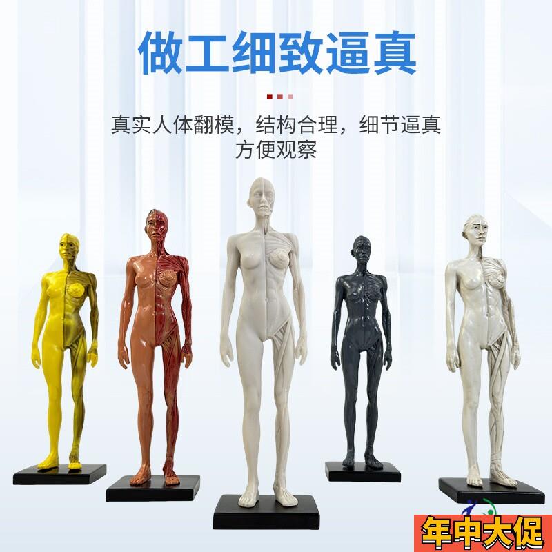 30cm艺用树脂人体模型 肌肉骨骼解剖结构美术模型 CG绘画雕塑教学
