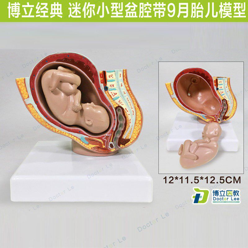 医教小型女性盆腔带9月胎v儿解剖模型胚胎发育妊娠盆腔计生妇科