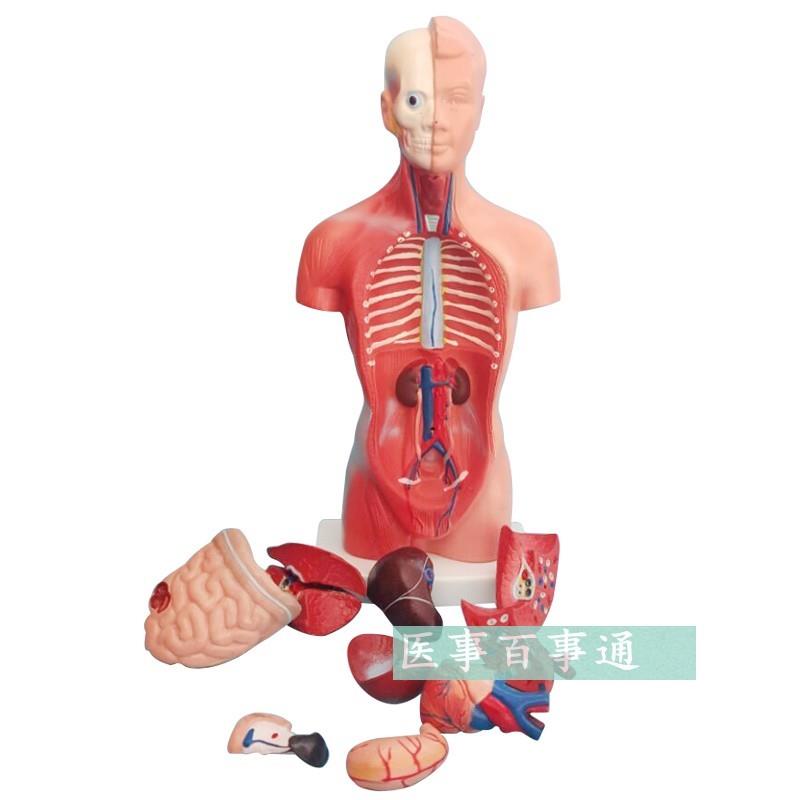 人体模型 28CM躯干 人体内脏解剖模型 医用教具骨骼 儿童益智玩具