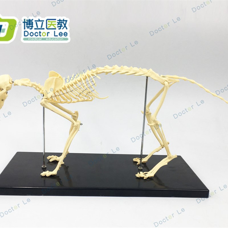 猫骨架 动物骨骼 o动物骨架 兽医教学教具 宠物医学教仪模型
