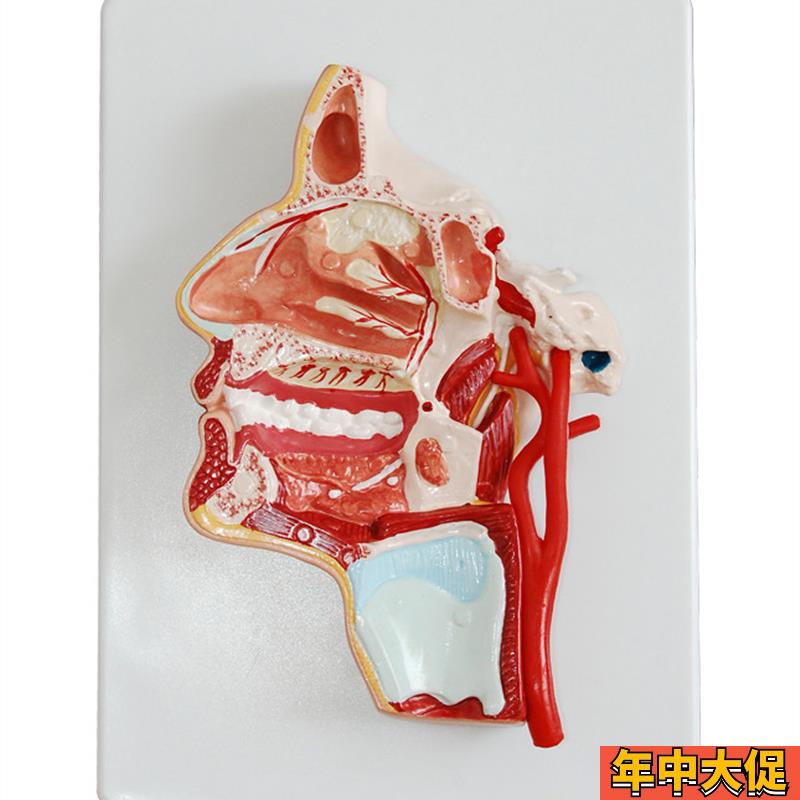 人体头部切开解剖模型医学教学用示教标本模具