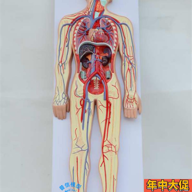 普信 人体血液循环模型 心脏血管模型 动静脉模型 神经血管模型
