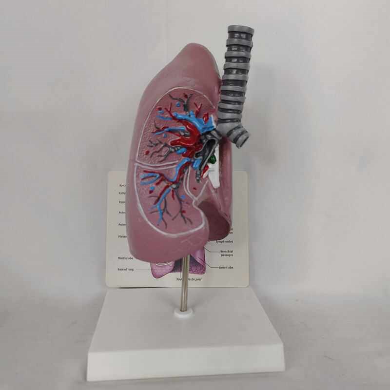 人体肺解剖e模型器官气管 医用教学讲解展示肺部切面呼吸系统模型