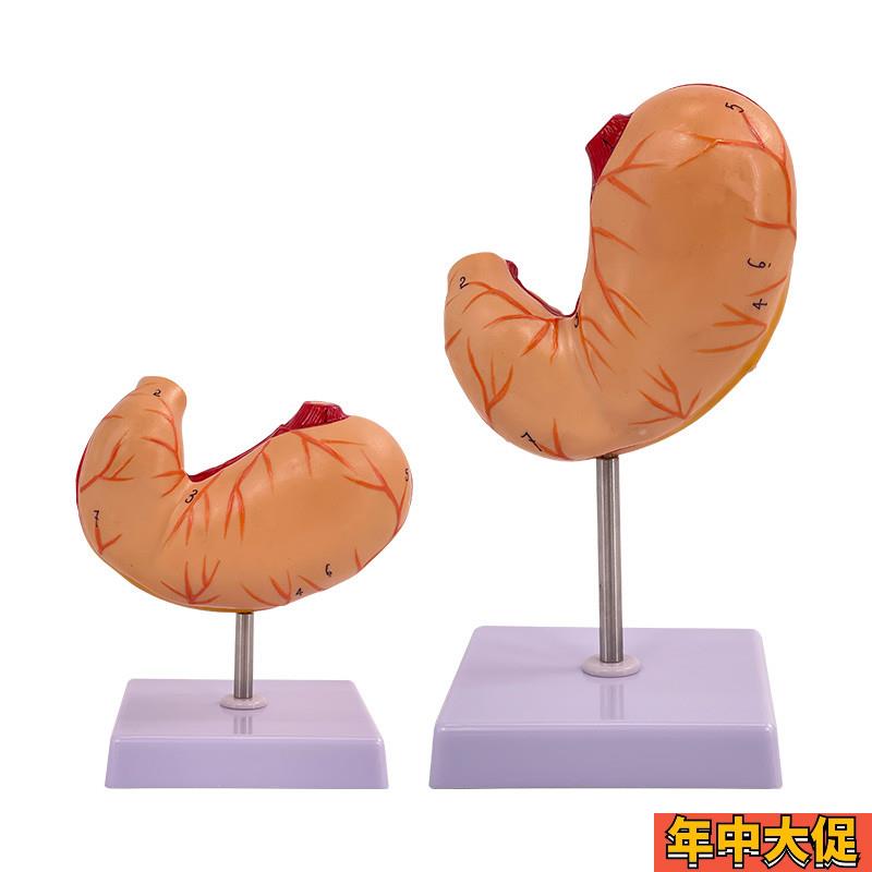 胃解剖结构模型 自然大胃模型 人体消化系统器官医学解剖模型