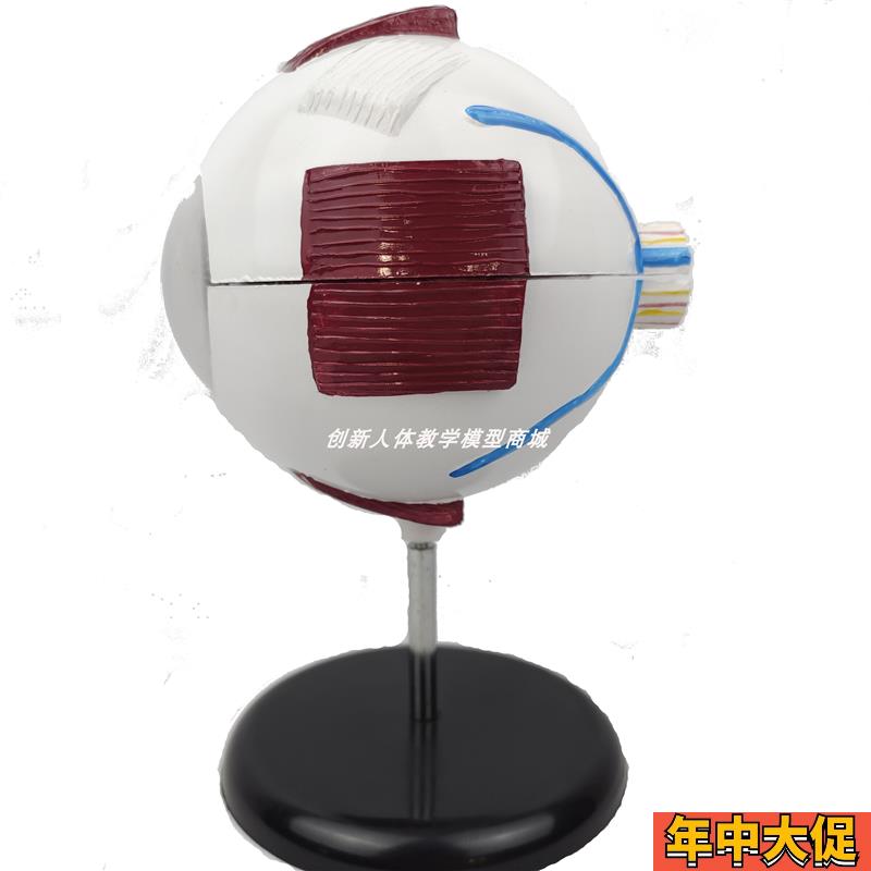 可拆卸人体眼球解剖模型六倍放大五官眼科眼睛?构功能?用玩具