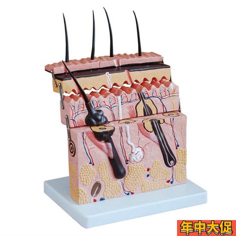 厂家直销立体皮肤模型 皮肤切面模型 皮肤结构模型 皮肤放大模型