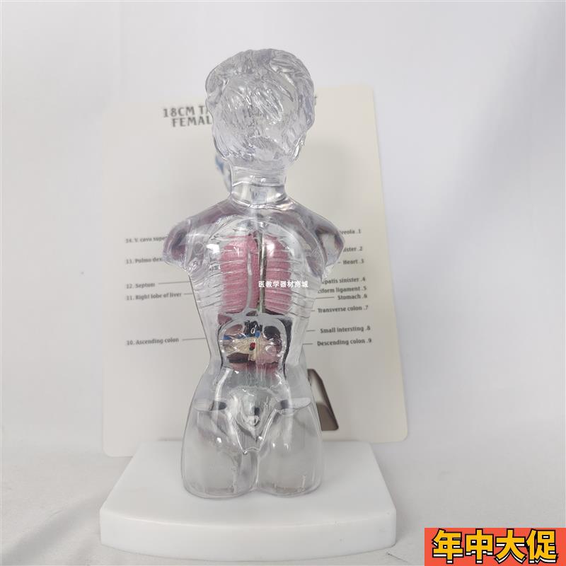 18cm透明人体躯干解剖模型内脏器官拆卸演示教学教具玩具13件可拆