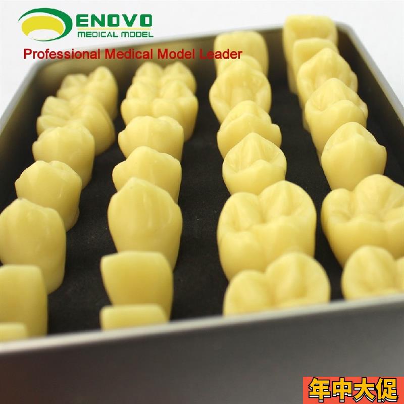 ENOVO颐诺2倍雕牙练习指导模型牙颌面口腔学教学雕牙齿模型成人牙