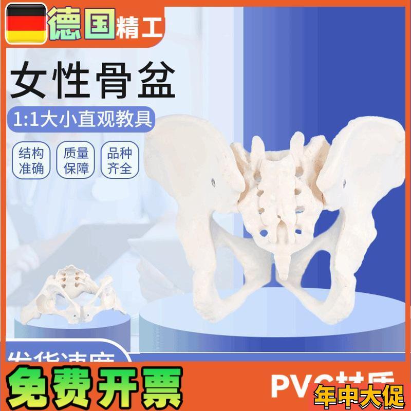 女性骨盆模型1比1女盆腔关节骶骨耻骨结构妇产科展示教具骨骼解剖