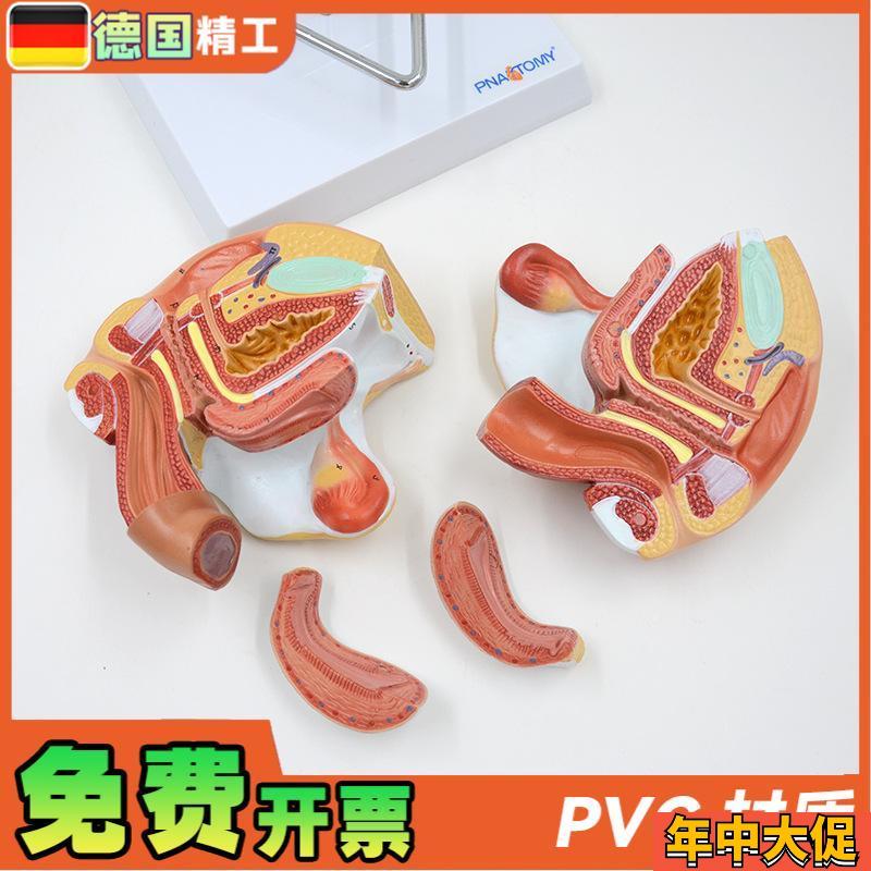德国】女性子宫模型 卵巢 阴道 女性内外生殖官模型 生殖科妇科演