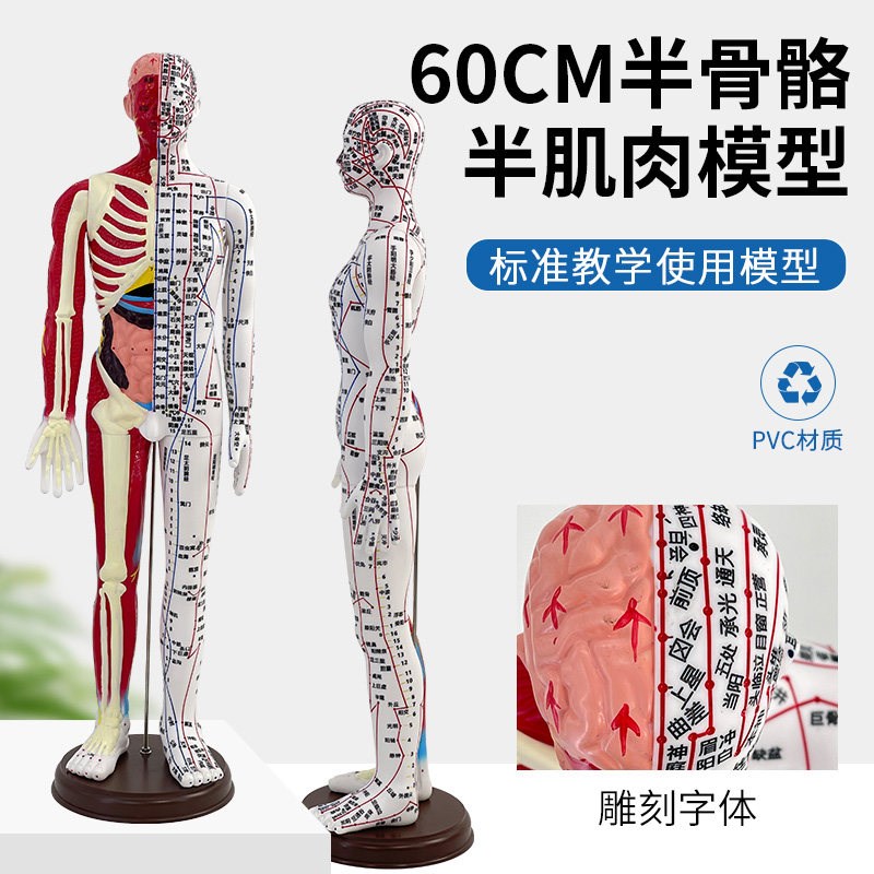 60cm人体针灸穴位模型半肌肉骨骼内脏经J络穴位针灸铜人经络模型