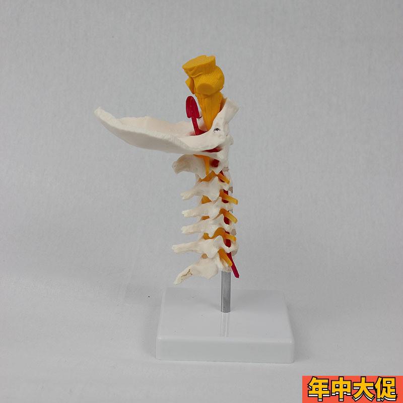 7节颈椎带枕骨脑干模型 人体骨骼模型教学模型 可分销