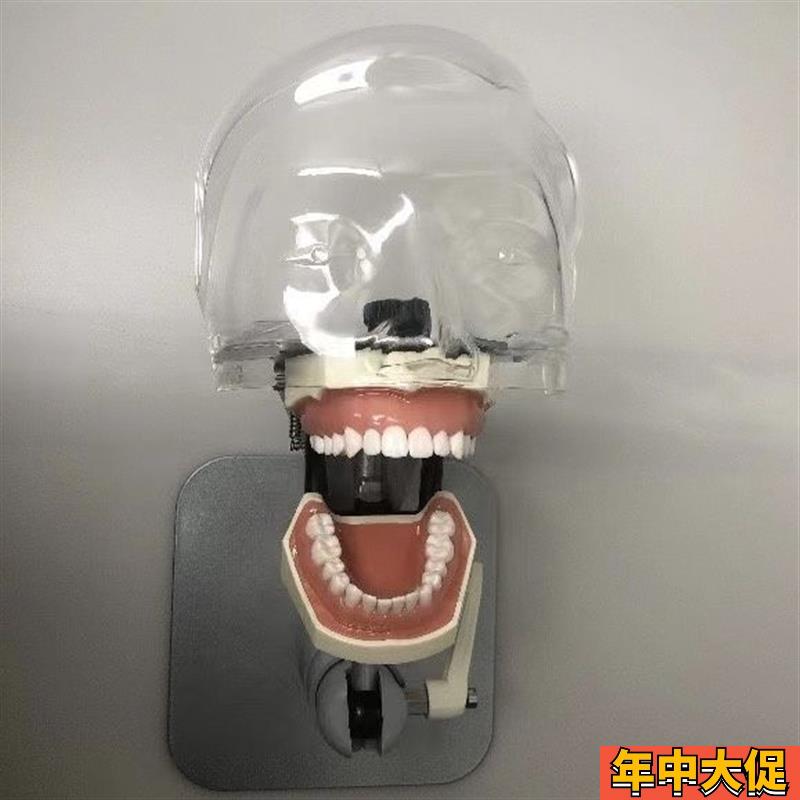 仿真人教学头模牙科口腔仿头模考试器械离体牙模型可拆卸口腔头模