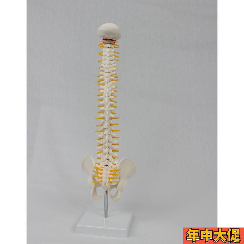 中型脊椎带骨盆(立式)模型 人体骨骼模型脊椎模型