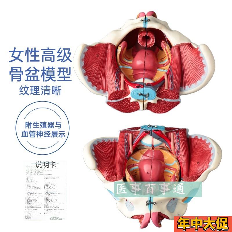 解剖骨盆模型女性骨盆附盆底肌和神经血管带腰椎盆骨生殖器