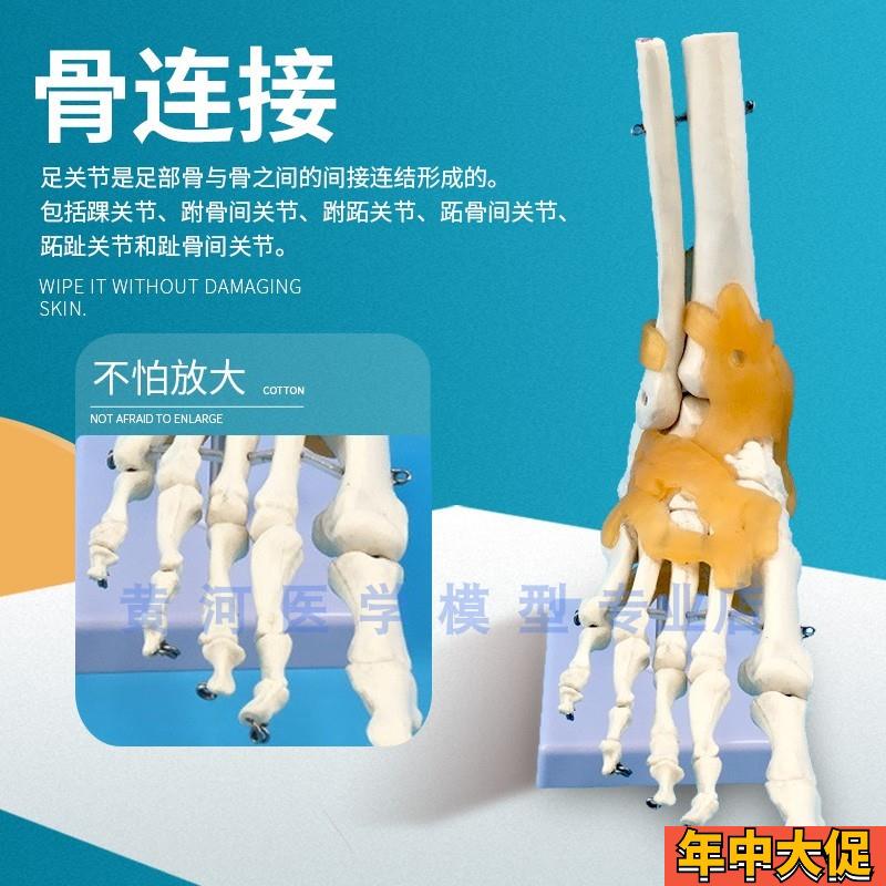黄河 脚关节附韧带模型 人体足关节 骨骼 运动系统解剖 手足外科