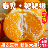 正宗四川丹棱耙耙柑春见特级粑粑柑新鲜大果杷杷柑丑八怪水果