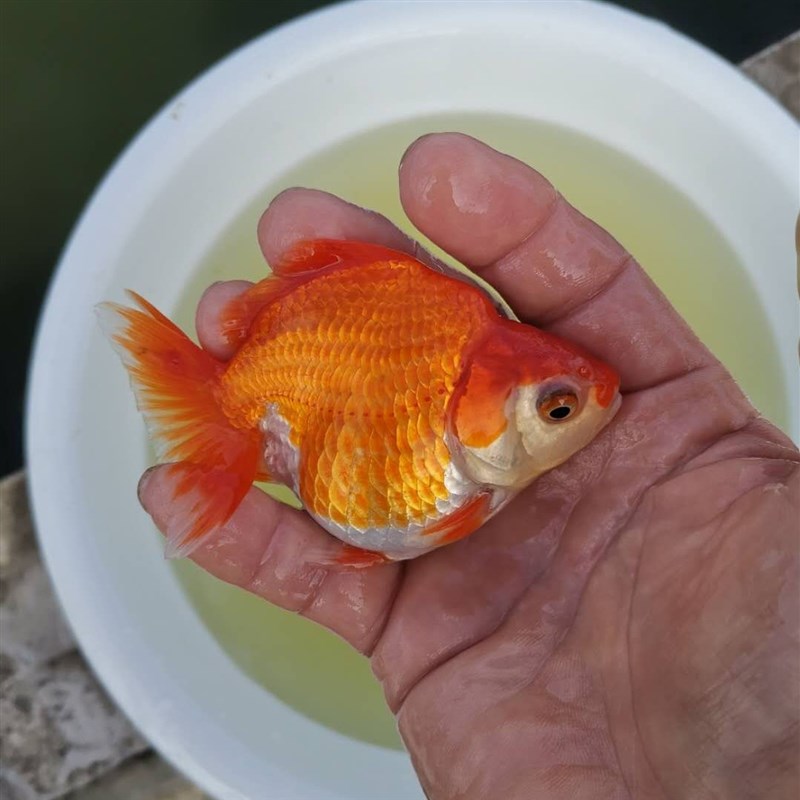 各色短尾琉金金鱼活体观赏鱼冷水鱼淡水鱼宠物鱼苗x渔场包邮包活