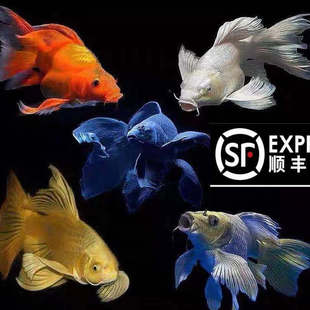 顺丰蝴蝶鲤球体普身冷水锦鲤鱼苗红草金观赏鱼黄金龙凤锦鲤