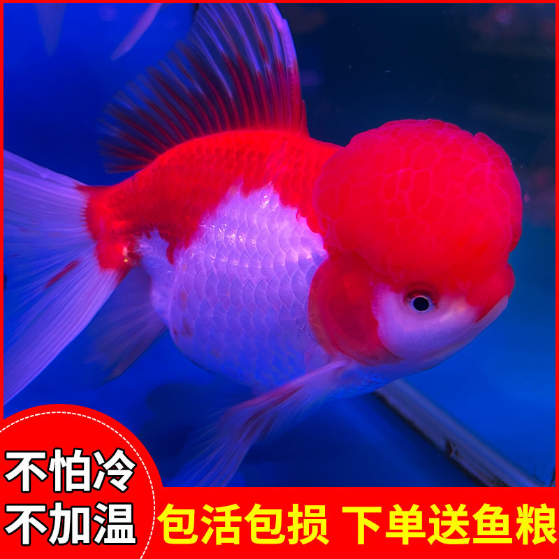 金鱼活物淡水鱼冷水鱼鸿运当头鱼狮子头鱼活体耐活好养鱼小金鱼苗图片