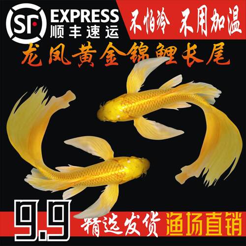 顺丰纯种黄金龙凤锦鲤长尾锦鲤活体观赏鱼黄金锦鲤风水鱼淡水冷水