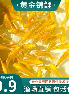 冷水鱼公母随机冷水淡水鱼