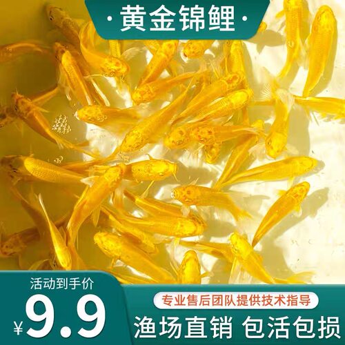 冷水鱼公母随机冷水淡水鱼