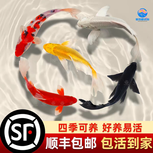 顺丰锦鲤鱼苗观赏鱼活体大型冷水纯种红白草金鱼活鱼淡水好养耐活