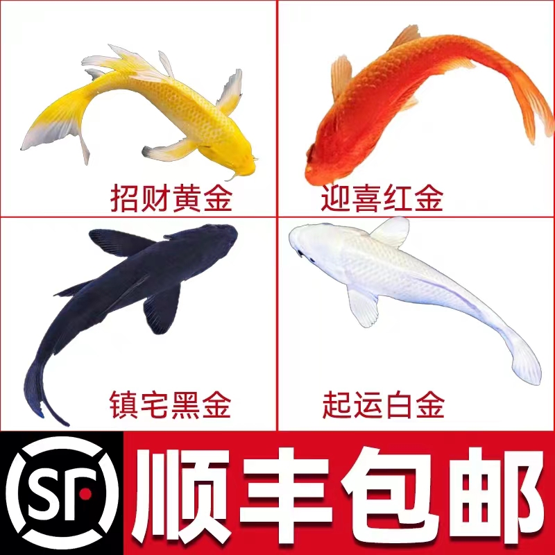 顺丰锦鲤鱼活鱼冷水淡水鱼苗观赏鱼金鱼小型好养耐活纯种红白三色