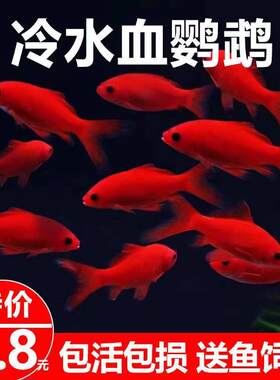 冷水鹦鹉鱼招财鱼淡水鱼好养耐活发财鱼活体金鱼苗冷水观赏鱼