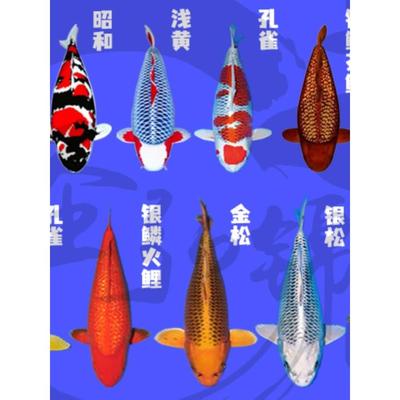 大锦鲤活鱼观赏鱼芥子红白黄金丹顶白写火鲤德系鱼苗大鱼日本纯种