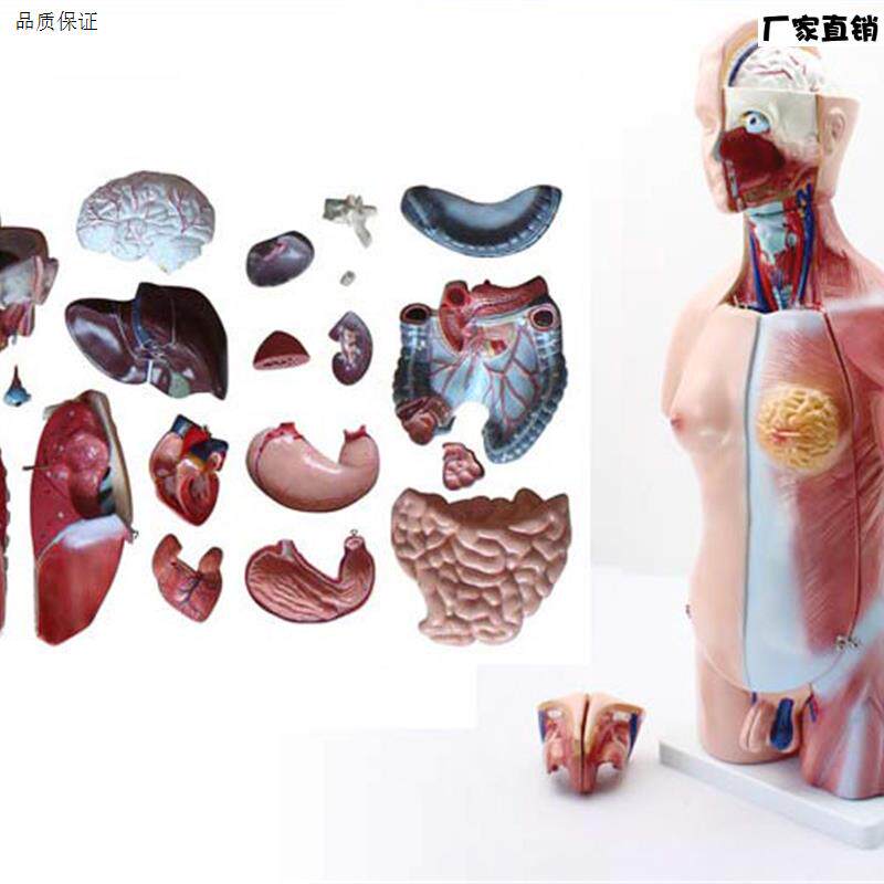 颐诺正品45CM两性躯干H模型人体内脏器官解剖结构模型人体解剖