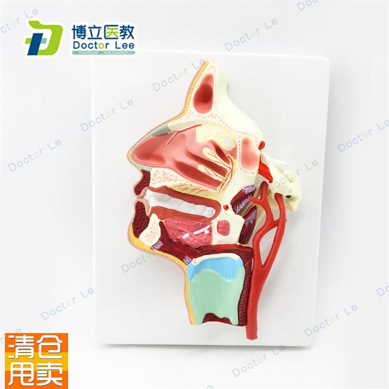 医用口鼻a咽喉内侧面血管神经模型头面部鼻腔模型