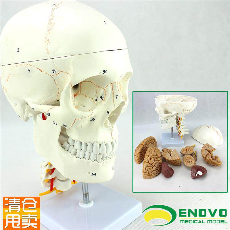 ENOVO颐诺医学人体头颅骨大脑模型头骨模型N1:1颅脑神经外科解剖