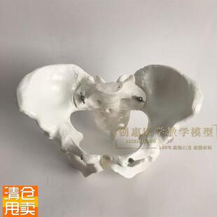 包邮1比1女性骨盆模型t髂骨坐骨耻骨演示模型盆骨医用骨骼模型