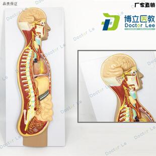 人体自主神经系统浮雕模型人体医学交感神经m系统模型神经解剖