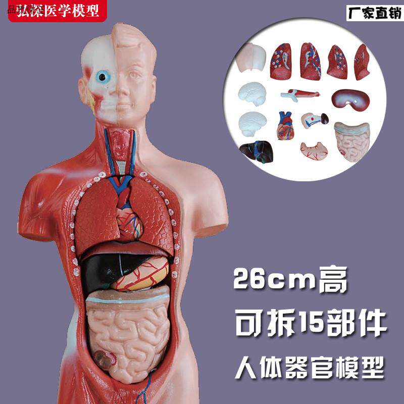 26cm躯干模型人体内脏胸腹部器官启蒙解剖a心肝脾肺肾拼装组装玩