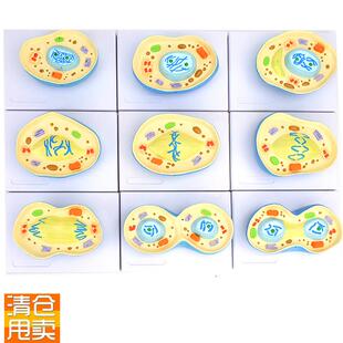 ENOVO颐诺细胞有丝分裂模型9部件核模I核仁染色体细胞质纺锤丝细