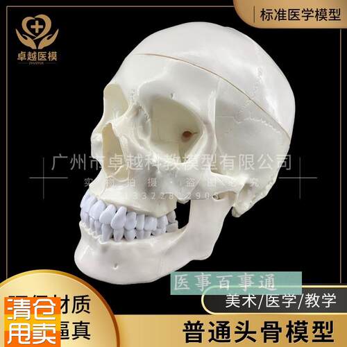 人体头骨模型头骨骷髅关节仿古头科教标本Q神经科脑外科模具
