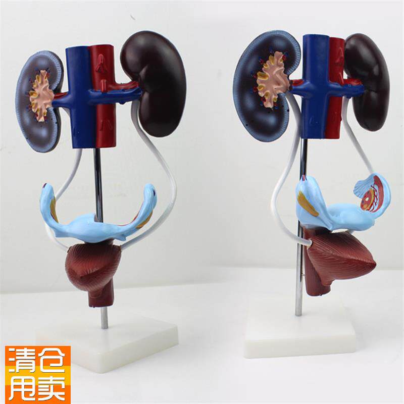 颐诺正品医用女性泌尿生殖系z统模型生殖解剖肾脏子宫膀胱模型