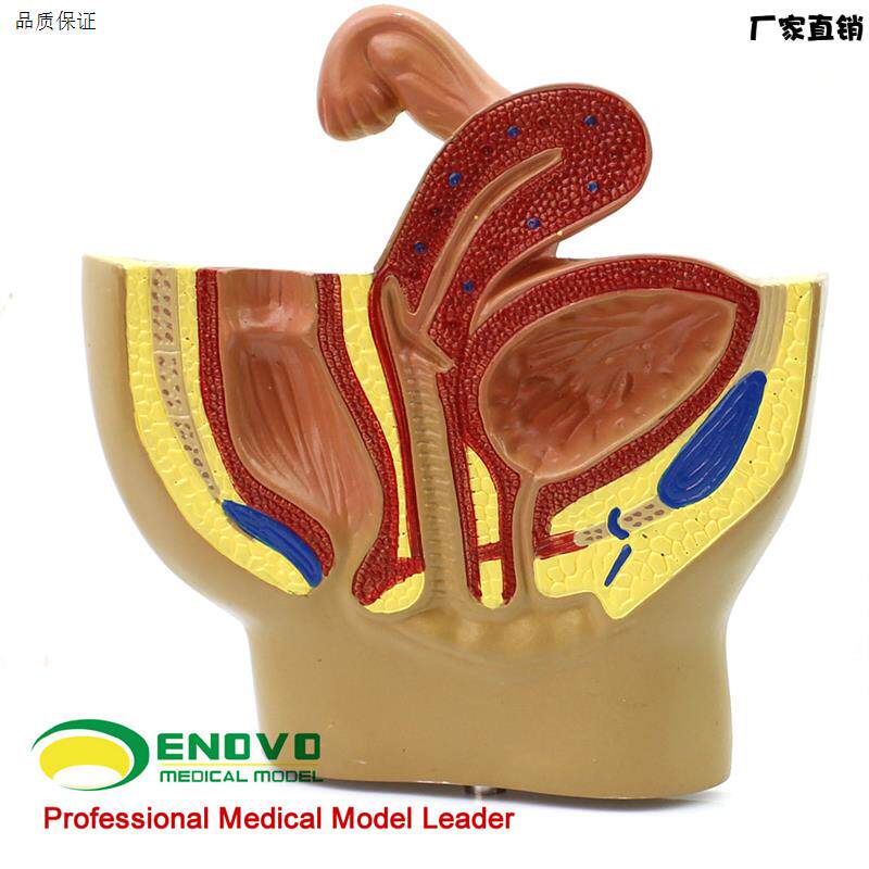 颐诺正品女性盆腔系统生殖系统输卵管膀胱阴道直g肠模型妇科医院