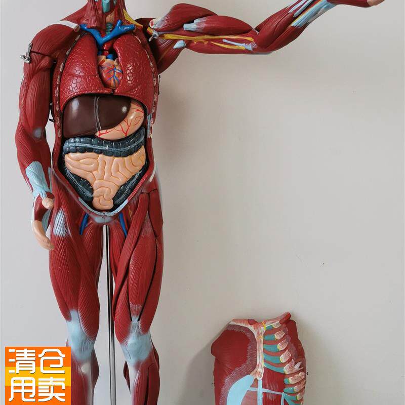 人体全身肌肉附内脏模型医学教学成人27部件人体肌肉U内脏解剖80C