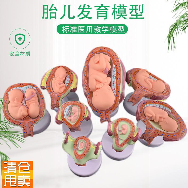 妊娠胚胎发育模型m生育演示胎教妇科模型婴儿胎儿发育过程