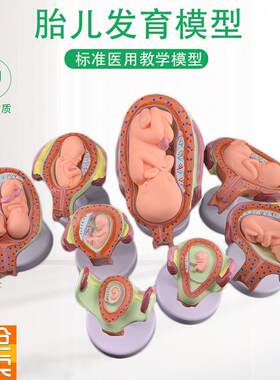 妊娠胚胎发育模型m生育演示胎教妇科模型婴儿胎儿发育过程