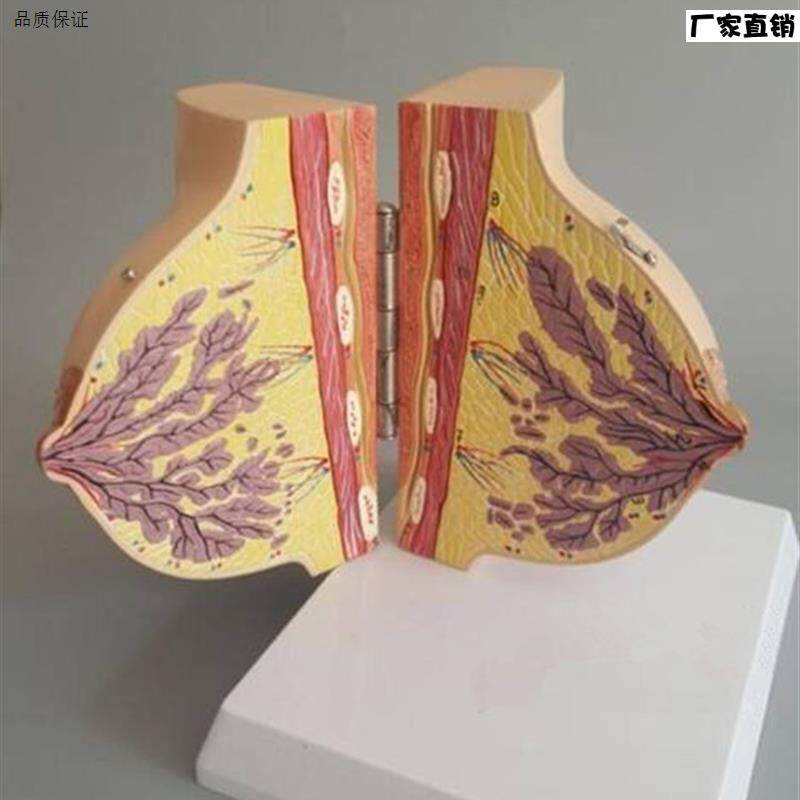 女性静止期乳房模型乳房解剖丰胸美容模k型妇科模型医用