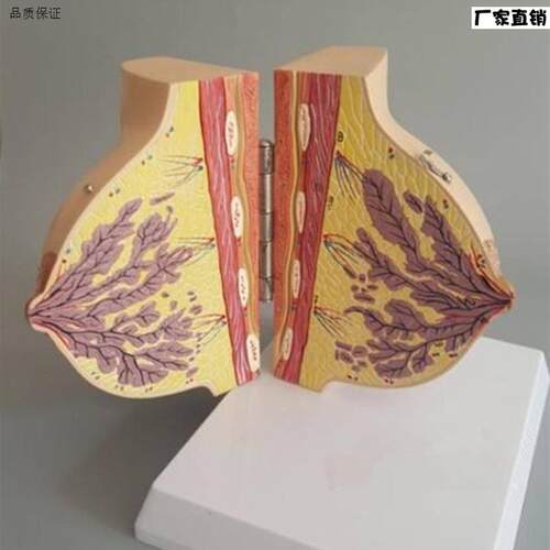 女性静止期乳房模型乳房解剖丰胸美容模k型妇科模型医用