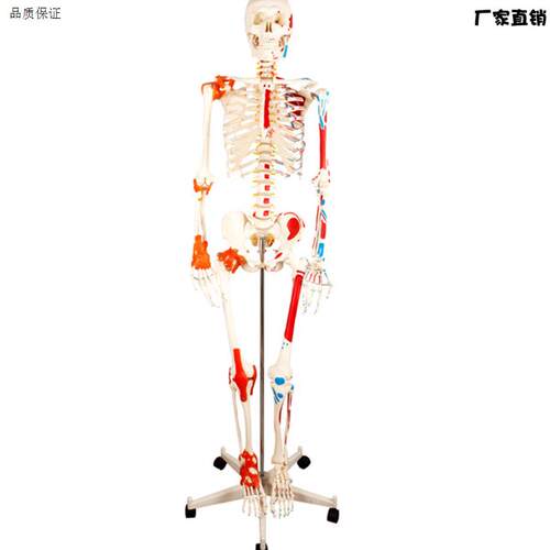 人体骨骼附半边肌肉着色韧带模型骨架模型170CMN骨科骨骼标本