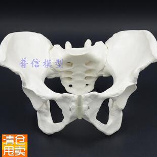 1比1女性骨盆模型髂骨坐骨耻骨演示模型盆T骨医用骨骼模型