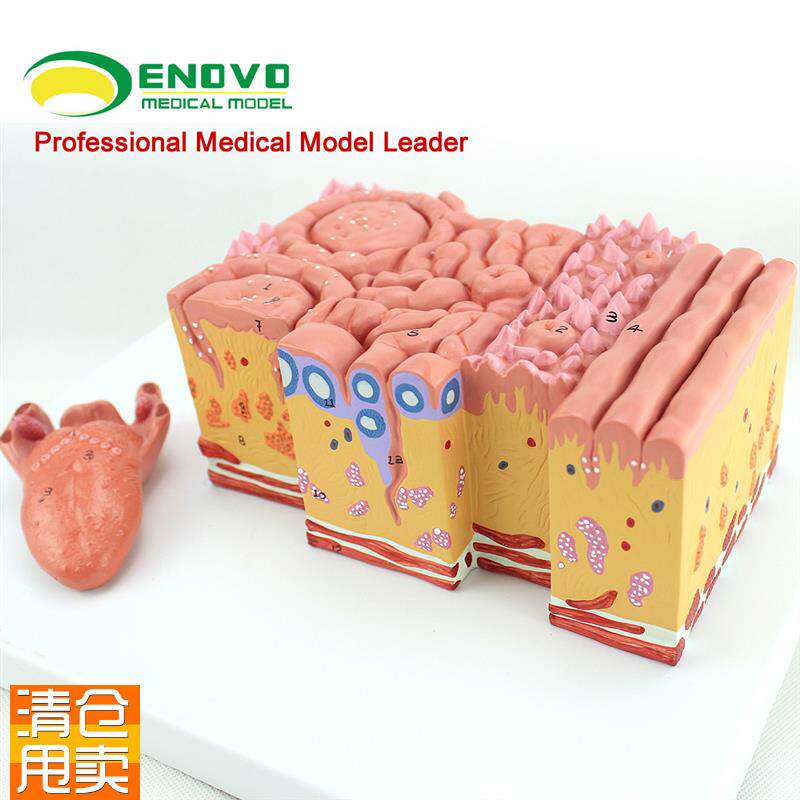 ENOVO正品医学人体舌部解剖模型舌苔舌乳N头味蕾口腔消化内科教学