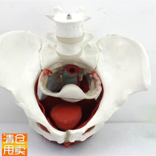 ENOVO颐诺女k性骨盆盆底肌群模型生殖器官韧带女盆腔附件结构膀